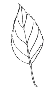 Apple leaf"