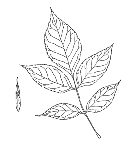 Green Ash leaf