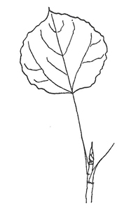 Quaking Aspen leaf