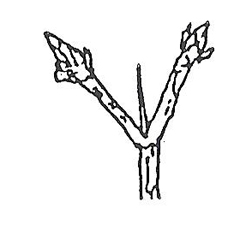 Buckthorn Thorn