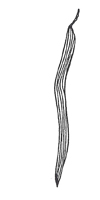 Catalpa seedpod