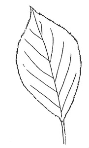 Common Chokecherry leaf