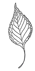 Lanceleaf Cottonwood leaf