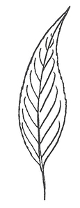 Narrowleaf Cottonwood leaf