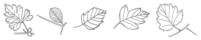 Hawthorn leaves