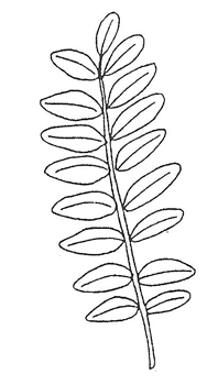 Honeylocust leaf