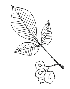Hop Tree leaf
