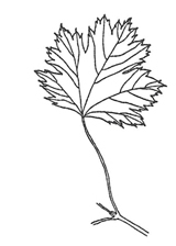 Rocky Mountain Maple Leaf