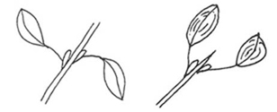 sub-opposite leaf arrangement