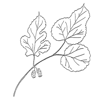 White Mulberry leaf