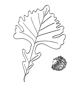 Bur Oak leaf