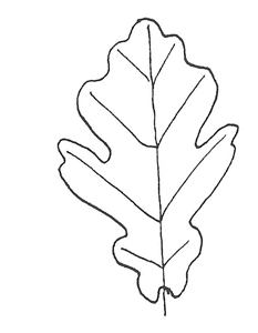 Englilsh Oak leaf