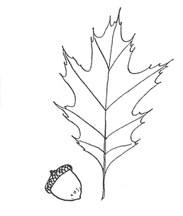 Red Oak leaf