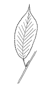 American Plum leaf