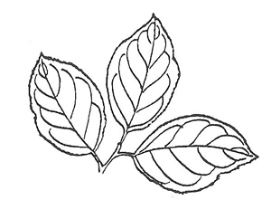 Plum leaf