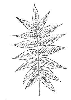Staghorn Sumac Leaf