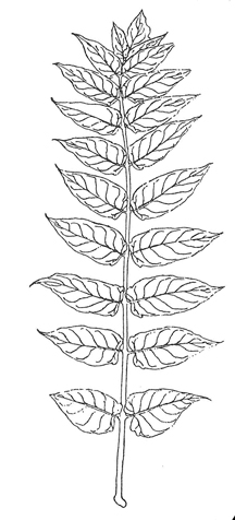 Tree of Heaven leaf