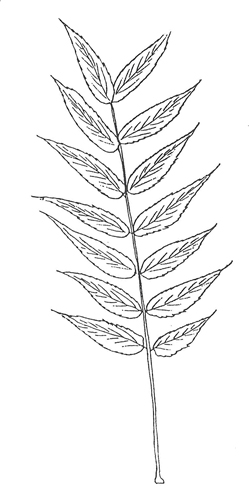 Black Walnut leaf