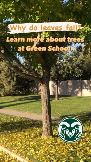Ask a Master Gardener — Create a snag; give old trees new life, 360
